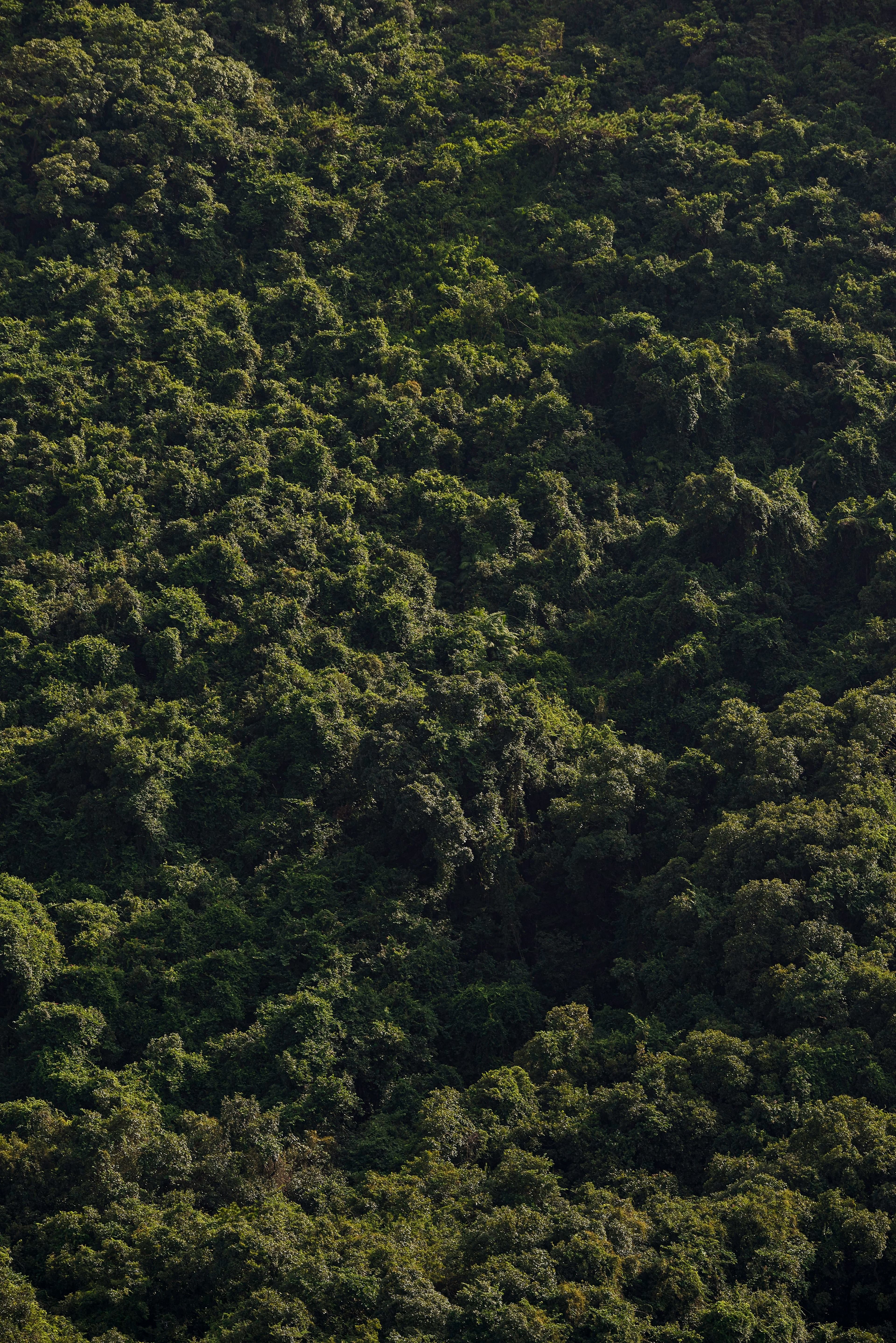 Environmental landscape - forest and river